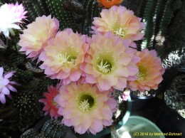 Echinopsis Hybride 006